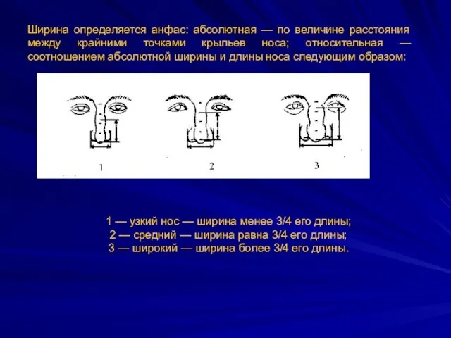 Ширина определяется анфас: абсолютная — по величине расстояния между крайними