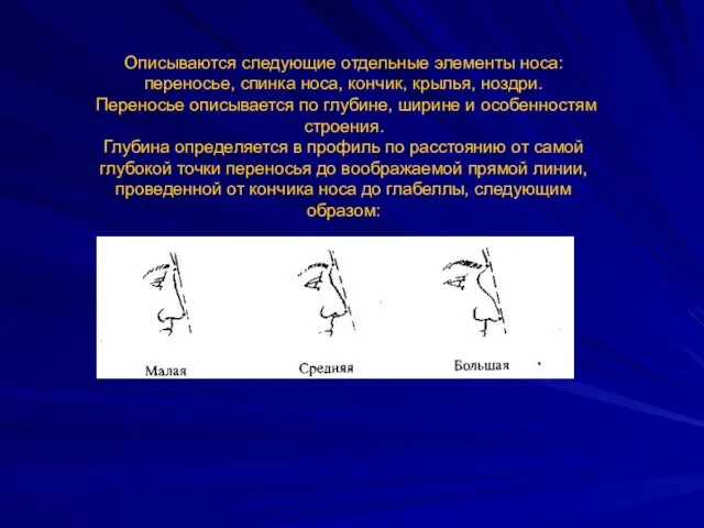 Описываются следующие отдельные элементы носа: переносье, спинка носа, кончик, крылья,