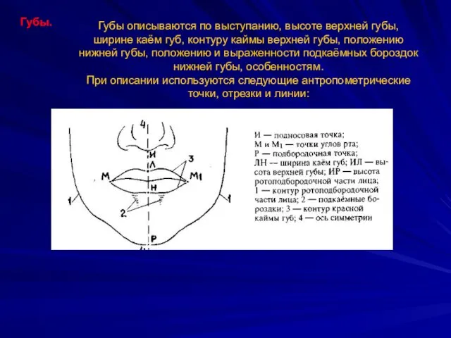 Губы. Губы описываются по выступанию, высоте верхней губы, ширине каём