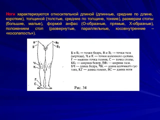 Ноги характеризуются относительной длиной (длинные, средние по длине, короткие), толщиной