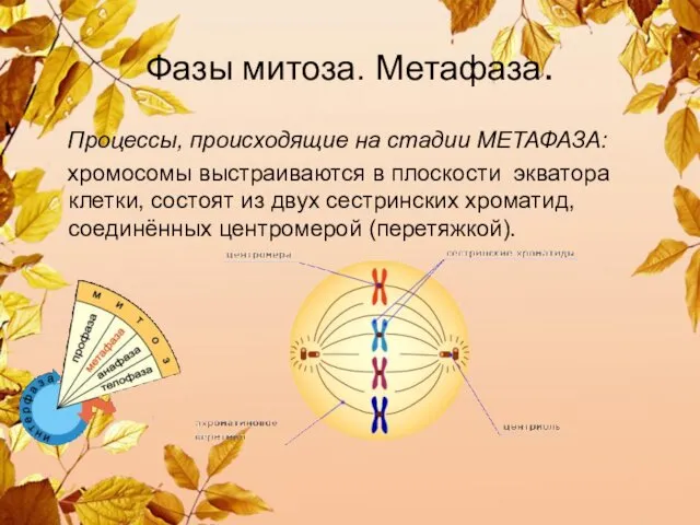 Фазы митоза. Метафаза. Процессы, происходящие на стадии МЕТАФАЗА: хромосомы выстраиваются