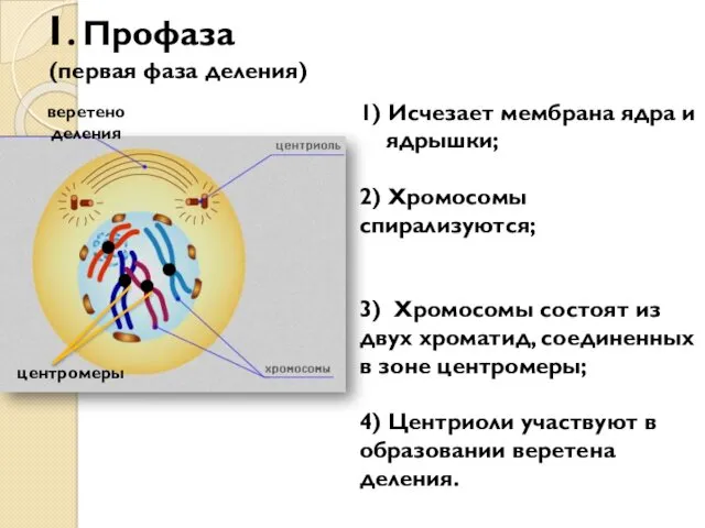 1. Профаза (первая фаза деления) 1) Исчезает мембрана ядра и ядрышки; 2) Хромосомы