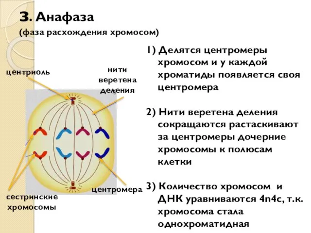 з. Анафаза (фаза расхождения хромосом) центромера сестринские хромосомы центриоль нити веретена деления 1)