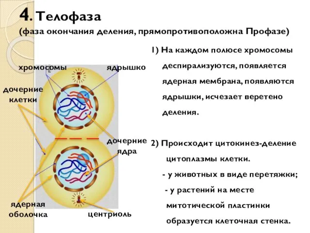 4. Телофаза (фаза окончания деления, прямопротивоположна Профазе) дочерние клетки центриоль хромосомы 1) На