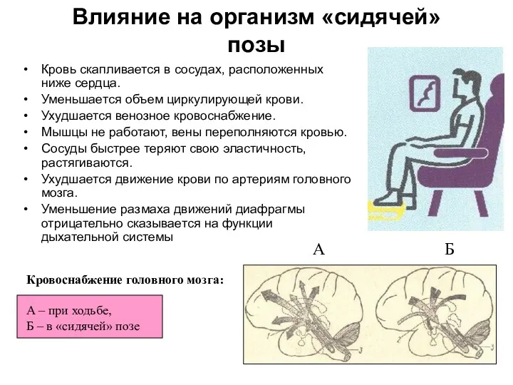 Влияние на организм «сидячей» позы Кровь скапливается в сосудах, расположенных