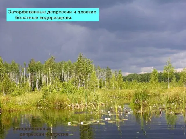 Заторфованные депрессии и плоские болотные водоразделы. Заторфованные депрессии и плоские болотные водоразделы.