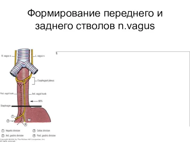 Формирование переднего и заднего стволов n.vagus