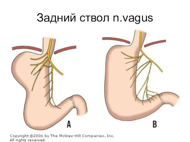 Задний ствол n.vagus