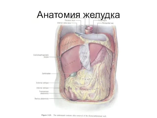 Анатомия желудка