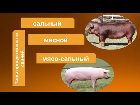 сальный мясной мясо-сальный Типы продуктивности свиней
