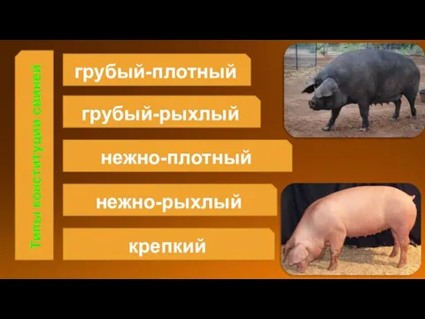 грубый-плотный грубый-рыхлый нежно-плотный Типы конституции свиней крепкий нежно-рыхлый