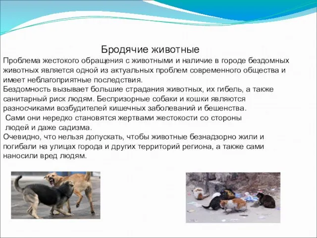 Бродячие животные Проблема жестокого обращения с животными и наличие в городе бездомных животных