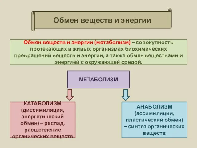 Обмен веществ и энергии Обмен веществ и энергии (метаболизм) –