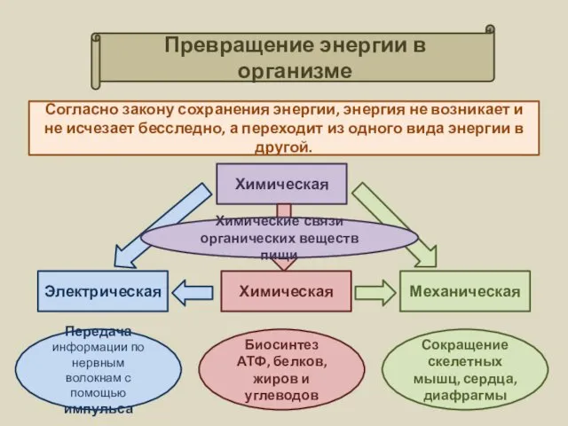 Превращение энергии в организме Согласно закону сохранения энергии, энергия не