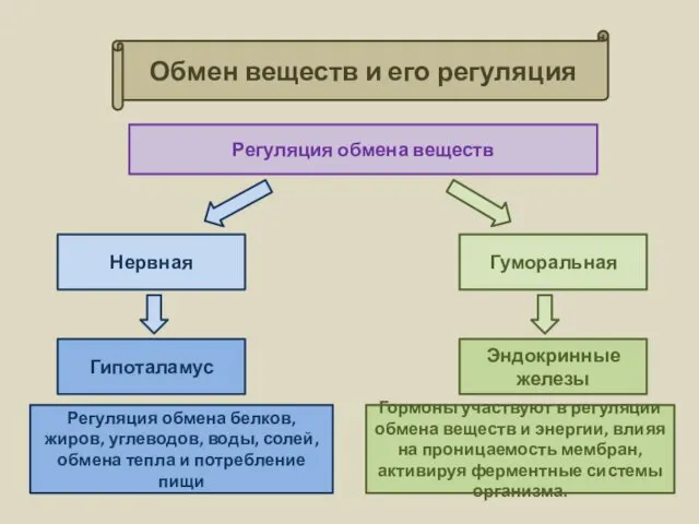 Обмен веществ и его регуляция Регуляция обмена веществ Гуморальная Нервная