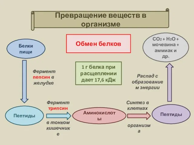 Превращение веществ в организме Обмен белков 1 г белка при