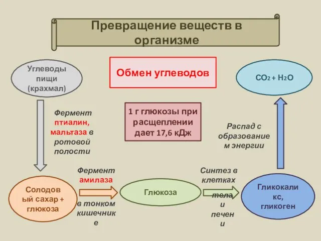 Превращение веществ в организме Обмен углеводов 1 г глюкозы при