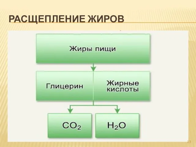 РАСЩЕПЛЕНИЕ ЖИРОВ