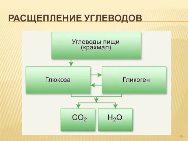 РАСЩЕПЛЕНИЕ УГЛЕВОДОВ