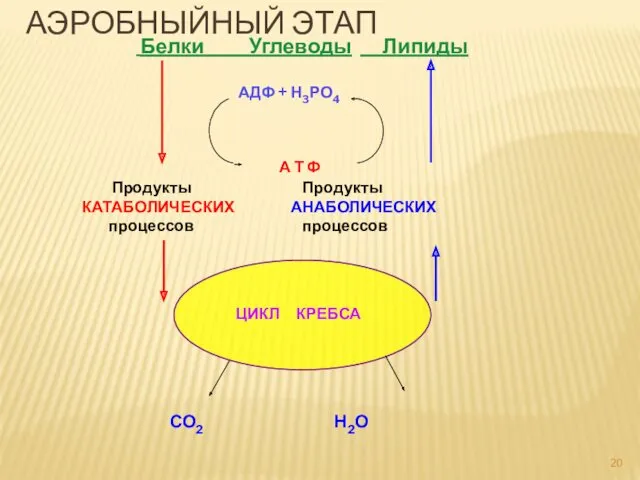 Белки Углеводы Липиды АДФ + Н3РО4 Продукты Продукты КАТАБОЛИЧЕСКИХ АНАБОЛИЧЕСКИХ