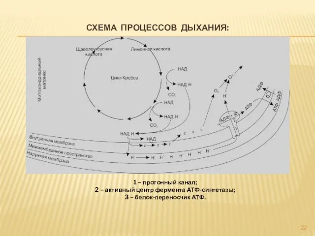 СХЕМА ПРОЦЕССОВ ДЫХАНИЯ: 1 – протонный канал; 2 – активный