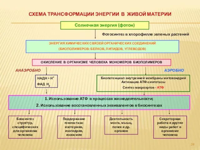СХЕМА ТРАНСФОРМАЦИИ ЭНЕРГИИ В ЖИВОЙ МАТЕРИИ Солнечная энергия (фотон) Фотосинтез