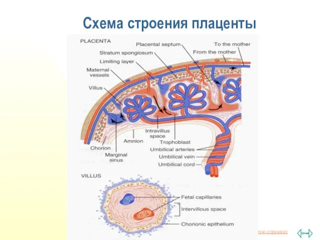 Схема строения плаценты