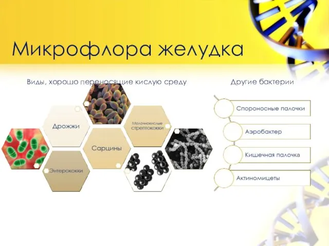 Микрофлора желудка Виды, хорошо переносящие кислую среду Другие бактерии