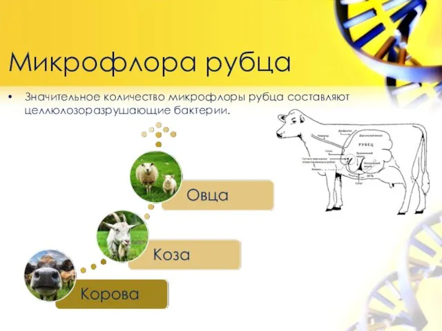 Микрофлора рубца Значительное количество микрофлоры рубца составляют целлюлозоразрушающие бактерии.