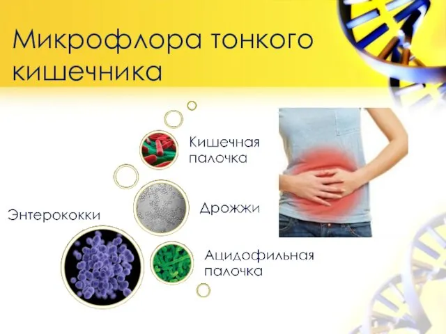 Микрофлора тонкого кишечника