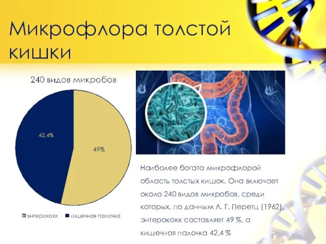 Микрофлора толстой кишки Наиболее богата микрофлорой область толстых кишок. Она