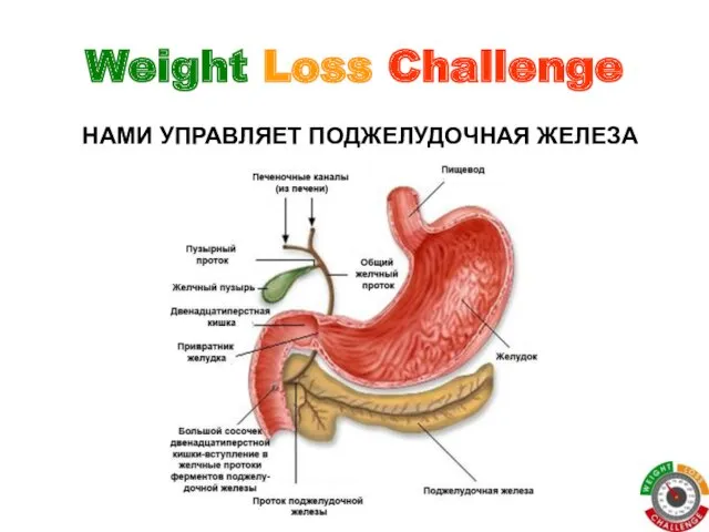 Weight Loss Challenge НАМИ УПРАВЛЯЕТ ПОДЖЕЛУДОЧНАЯ ЖЕЛЕЗА