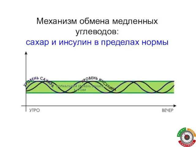 Механизм обмена медленных углеводов: сахар и инсулин в пределах нормы