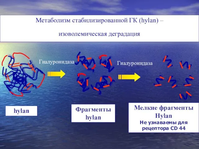 Метаболизм стабилизированной ГК (hylan) – изоволемическая деградация hylan Фрагменты hylan