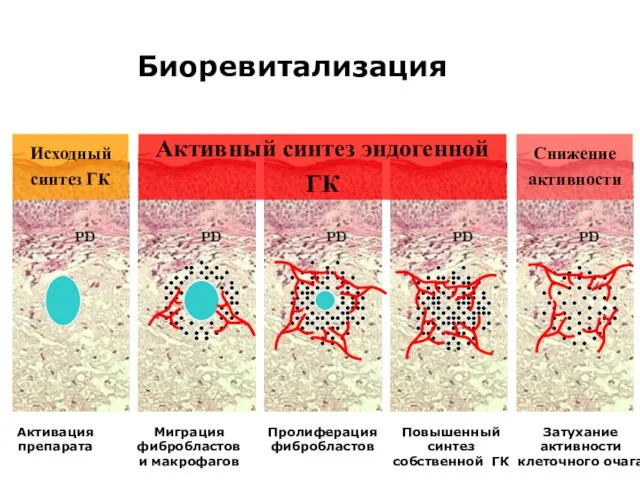 Биоревитализация Активация препарата Миграция фибробластов и макрофагов Пролиферация фибробластов Повышенный