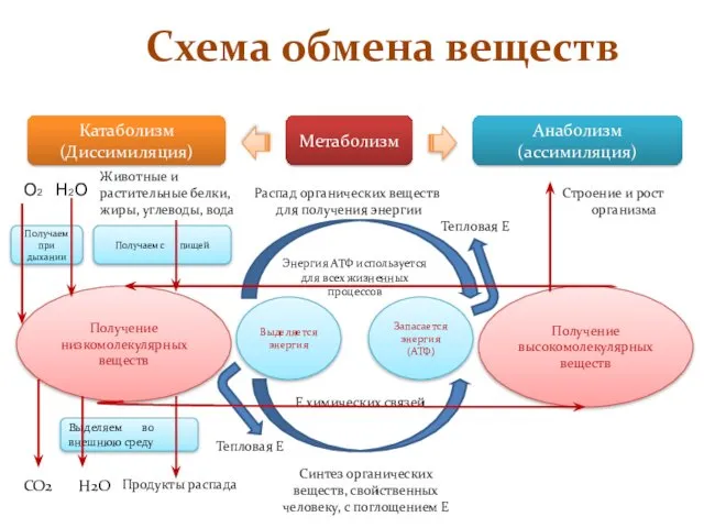 Схема обмена веществ Метаболизм Катаболизм (Диссимиляция) Анаболизм (ассимиляция) Животные и