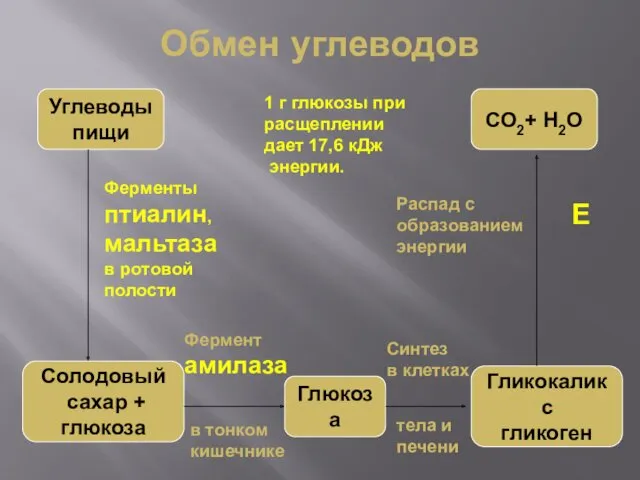 Обмен углеводов Углеводы пищи Солодовый сахар + глюкоза Глюкоза Гликокаликс