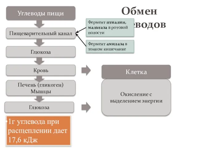 Обмен углеводов Углеводы пищи Пищеварительный канал Глюкоза Печень (гликоген) Мышцы