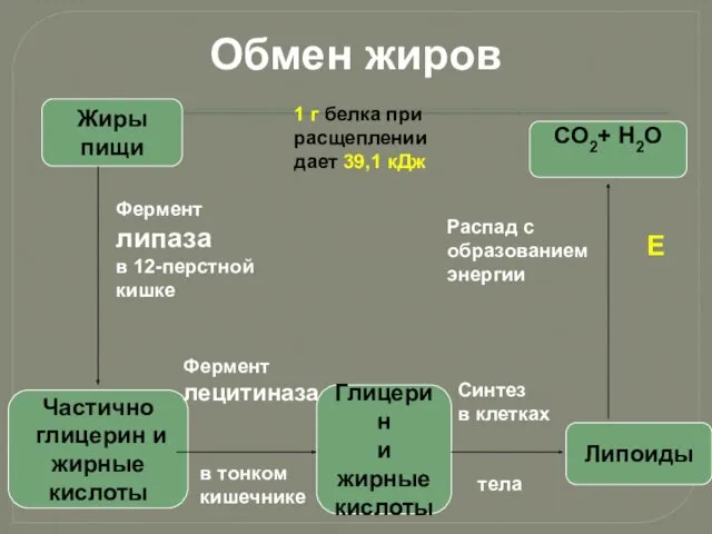 Обмен жиров Жиры пищи Частично глицерин и жирные кислоты Глицерин