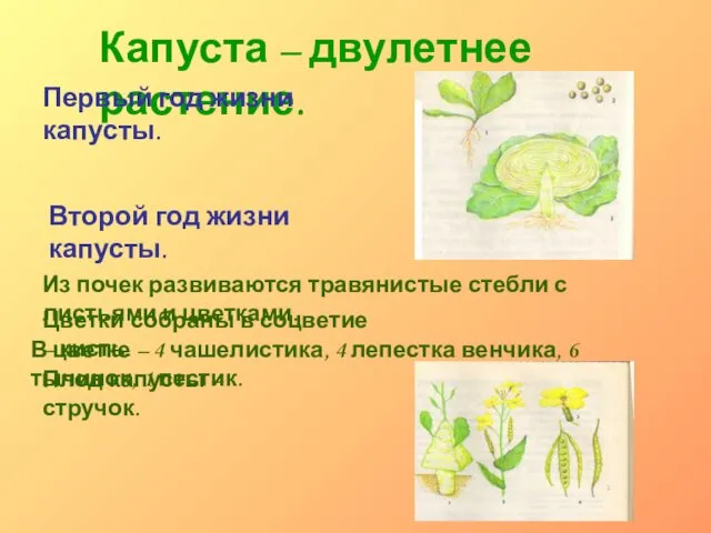 Капуста – двулетнее растение. Из почек развиваются травянистые стебли с