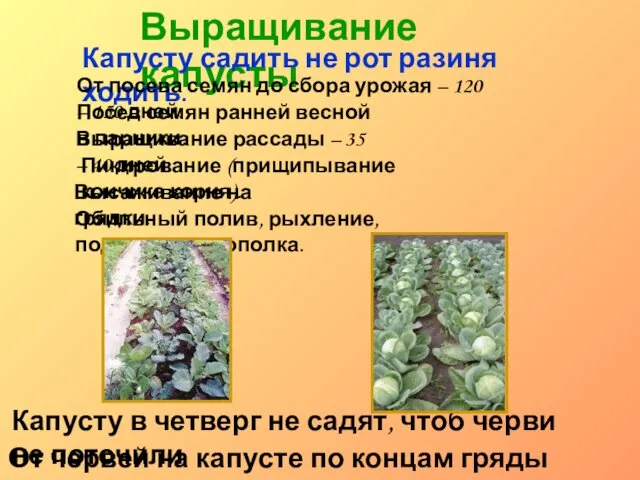 Выращивание капусты Капусту садить не рот разиня ходить. Капусту в