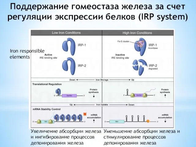 Поддержание гомеостаза железа за счет регуляции экспрессии белков (IRP system)