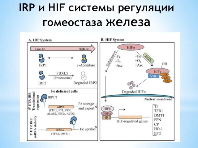 IRP и HIF системы регуляции гомеостаза железа