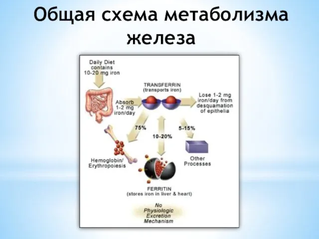 Общая схема метаболизма железа