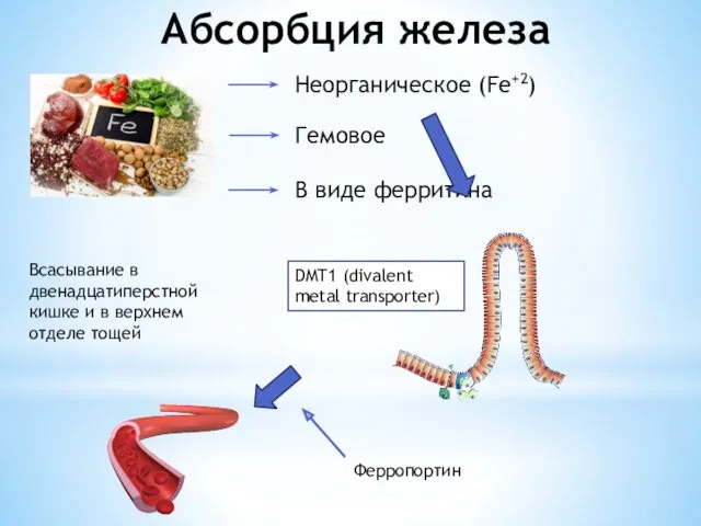 Абсорбция железа Неорганическое (Fe+2) Гемовое В виде ферритина DMT1 (divalent