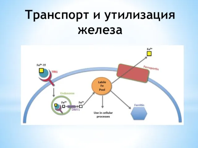 Транспорт и утилизация железа