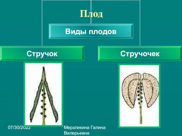 07/30/2022 Мерзликина Галина Валерьевна Плод