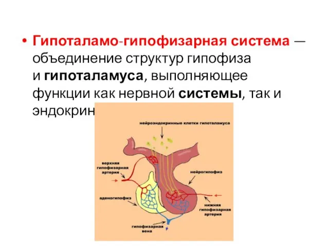 Гипоталамо-гипофизарная система — объединение структур гипофиза и гипоталамуса, выполняющее функции как нервной системы, так и эндокринной.