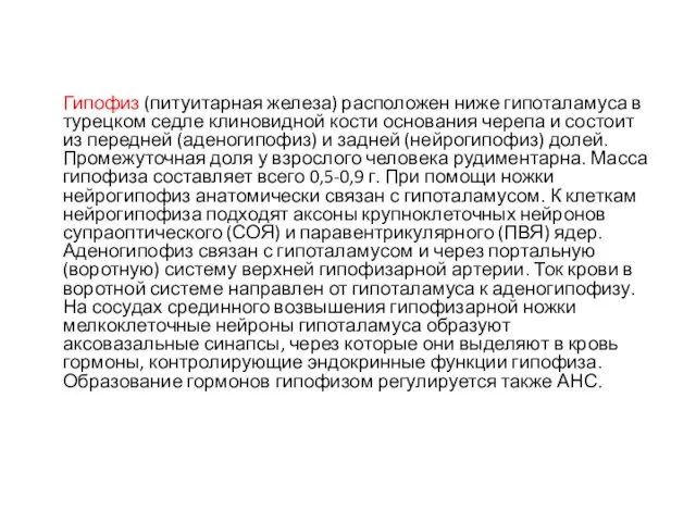 Гипофиз (питуитарная железа) расположен ниже гипоталамуса в турецком седле клиновидной