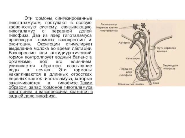 Эти гормоны, синтезированные гипоталамусом, поступают в особую кровеносную систему, связывающую гипоталамус с передней